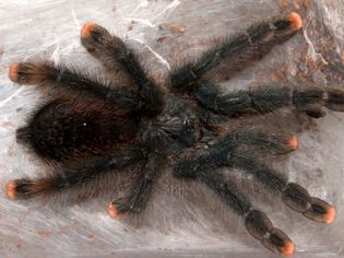 How to Care for a Pet Pink Toe Tarantula