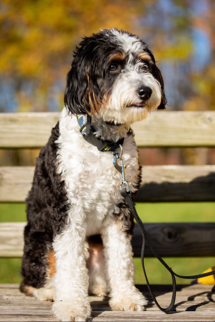 Aussiedoodle sitting on a bench outside.