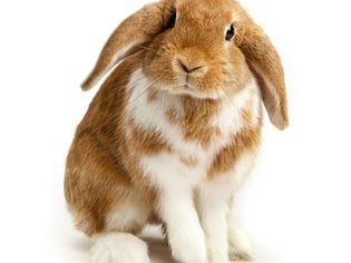 A Guide to Lop-Eared Rabbits and Care