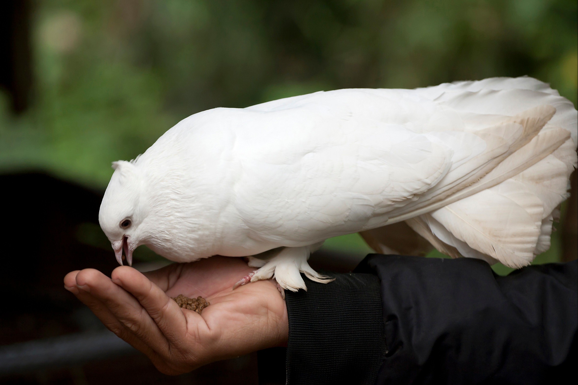 White dove eating out of a person's hand