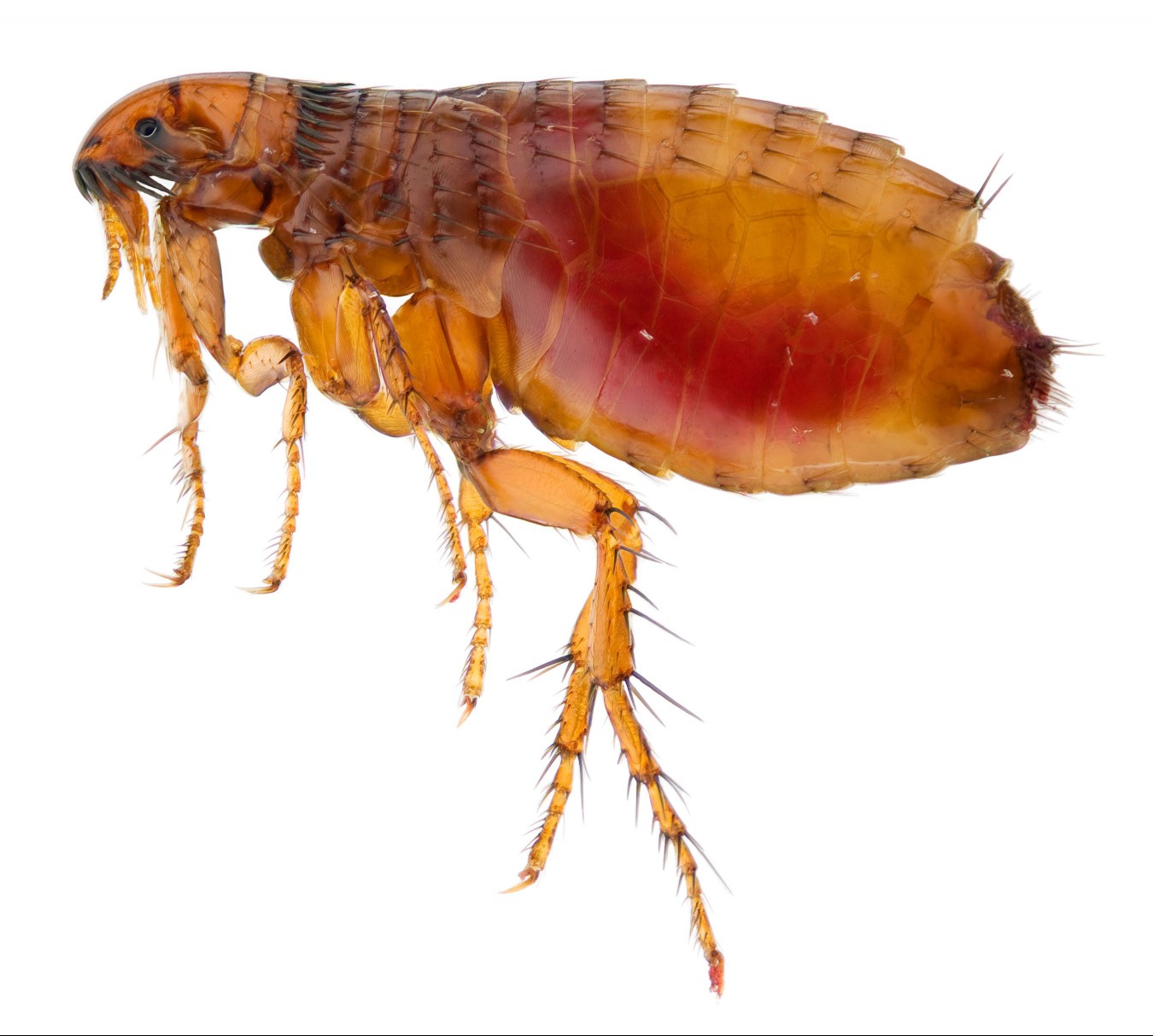 Up close image of a flea