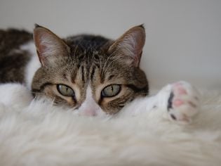 Why Is My Cat Vomiting Blood?