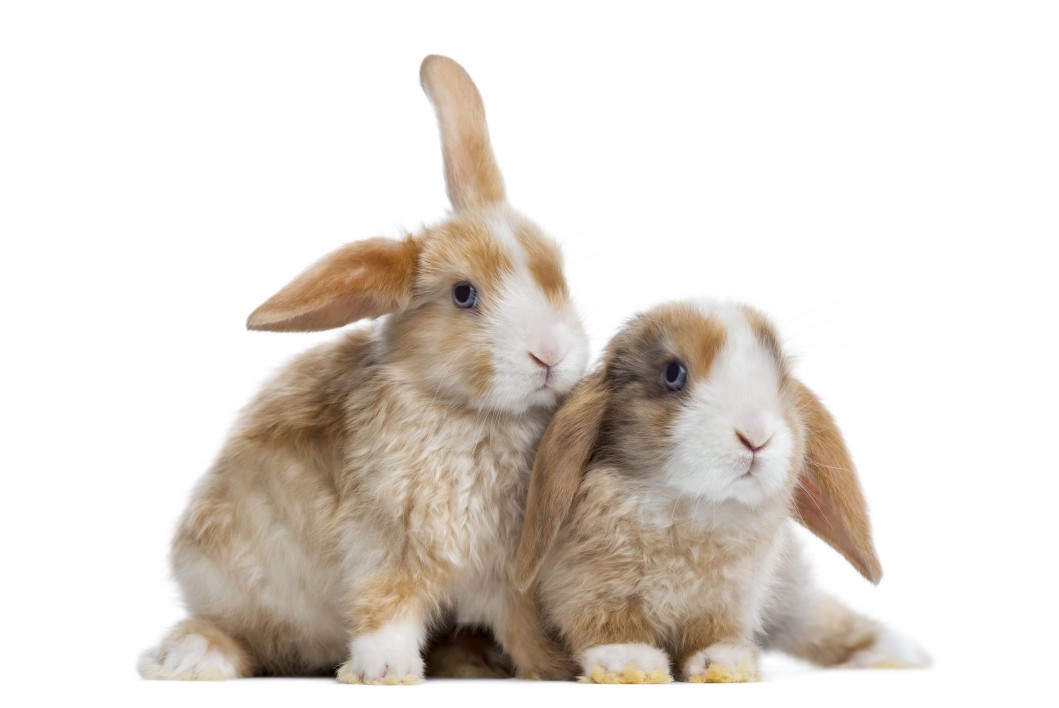 satin rabbits