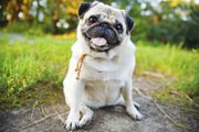 Happy pug