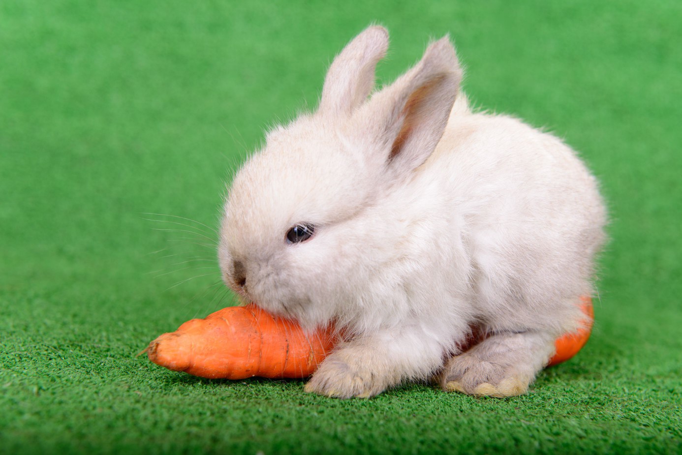 Rabbit with pearl fur coloring