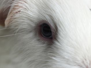 Eye Infections and Problems in Guinea Pigs