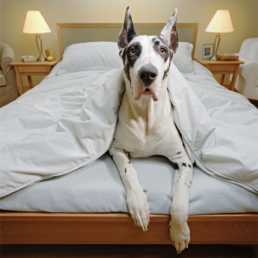 Great Dane