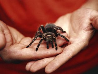 Insects and Spiders Pets Guide for Beginners Insects and Spiders Pets Guide for Beginners