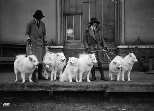 Two owners bringing a pack of samoyeds to a dog show at Crystal Palace, London.