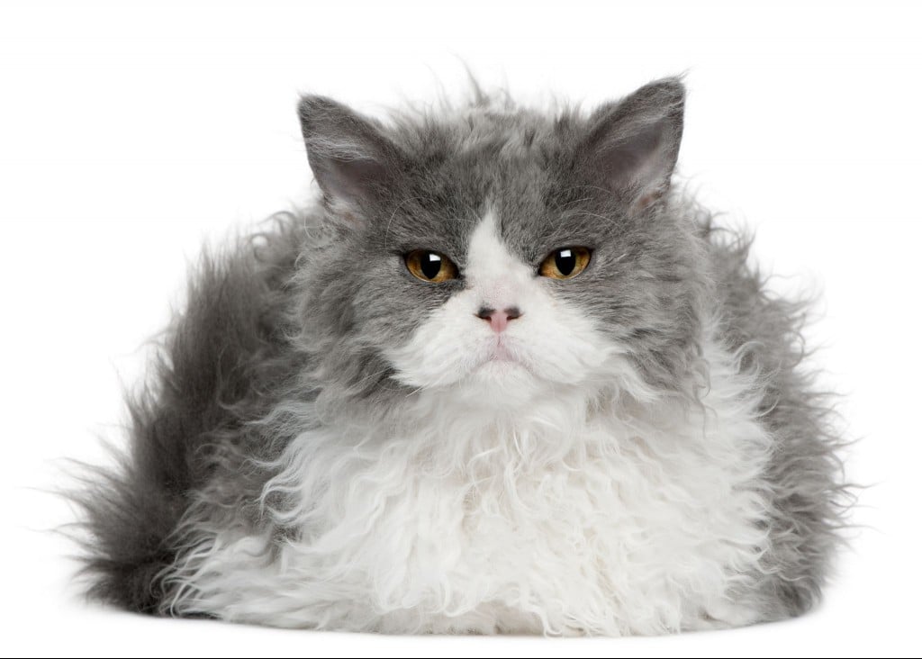 Selkirk rex cat