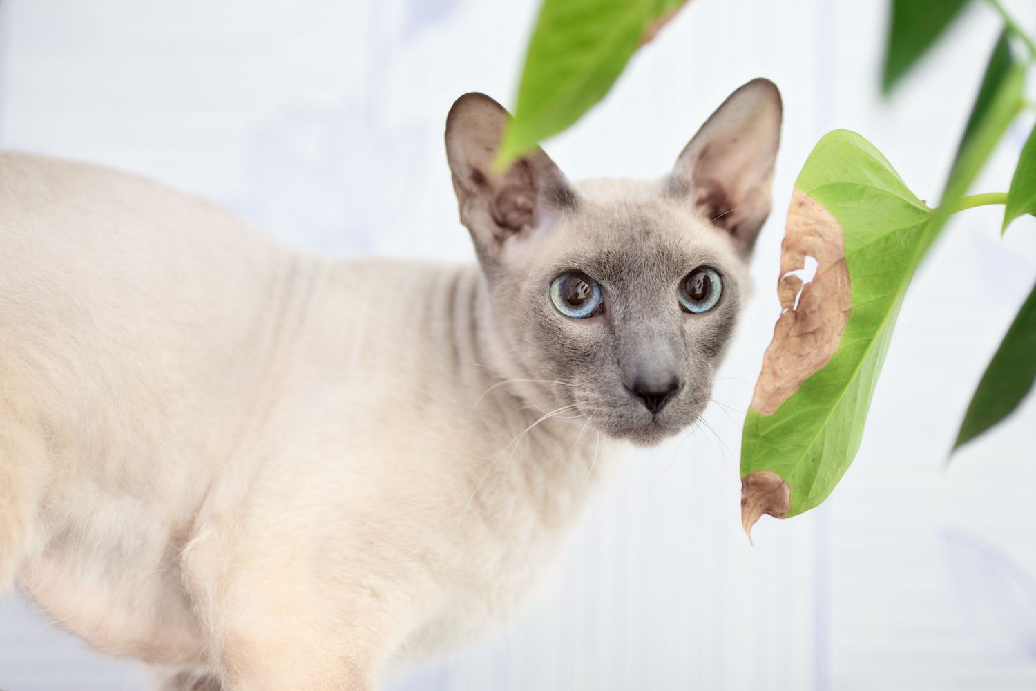 peterbald cat