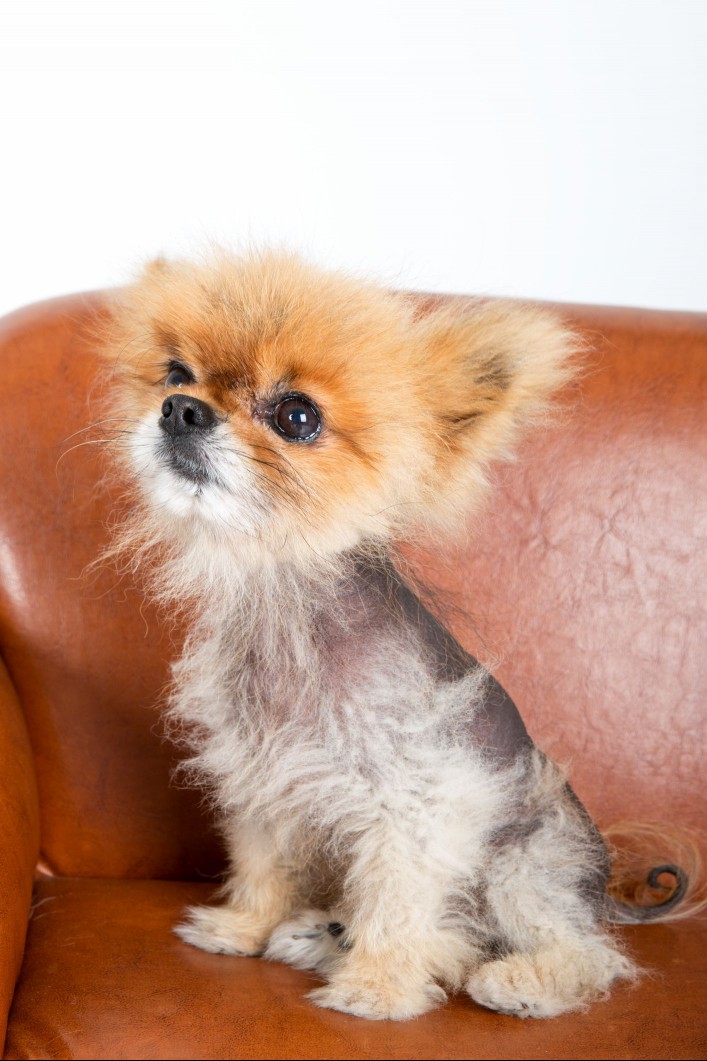 Pomeranian with alopecia