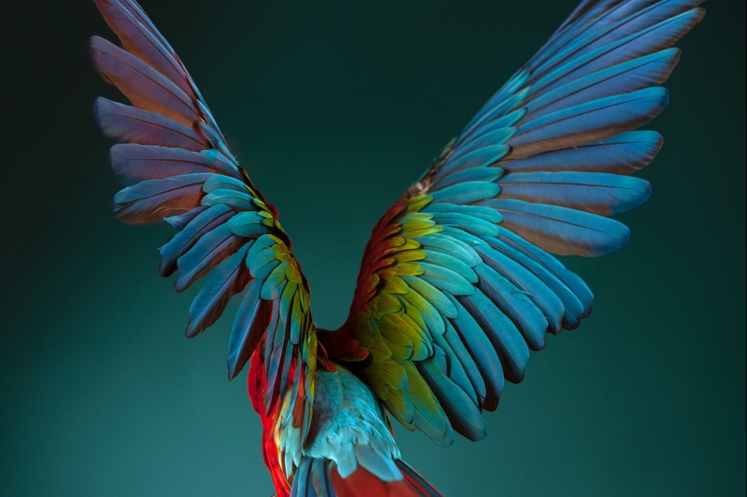A scarlet Macaw spreads its wings.