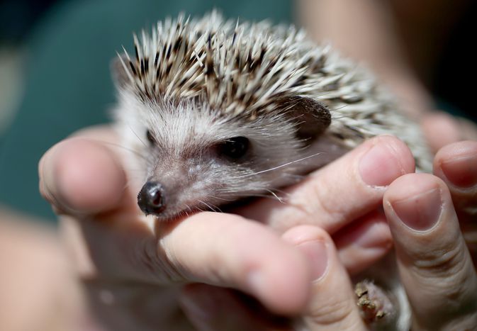 Mites in Hedgehogs