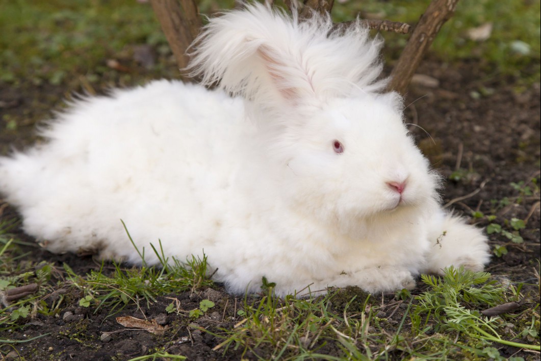 Angora rabbit