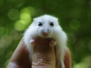 Determine Whether or Not a Hamster Is the Right Pet For You