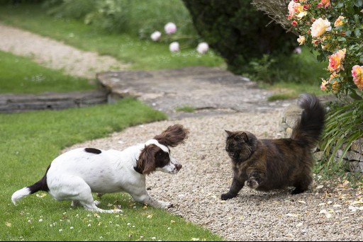 A standoff between cat and dog