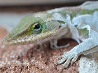 Dysecdysis in Reptiles Dysecdysis in Reptiles