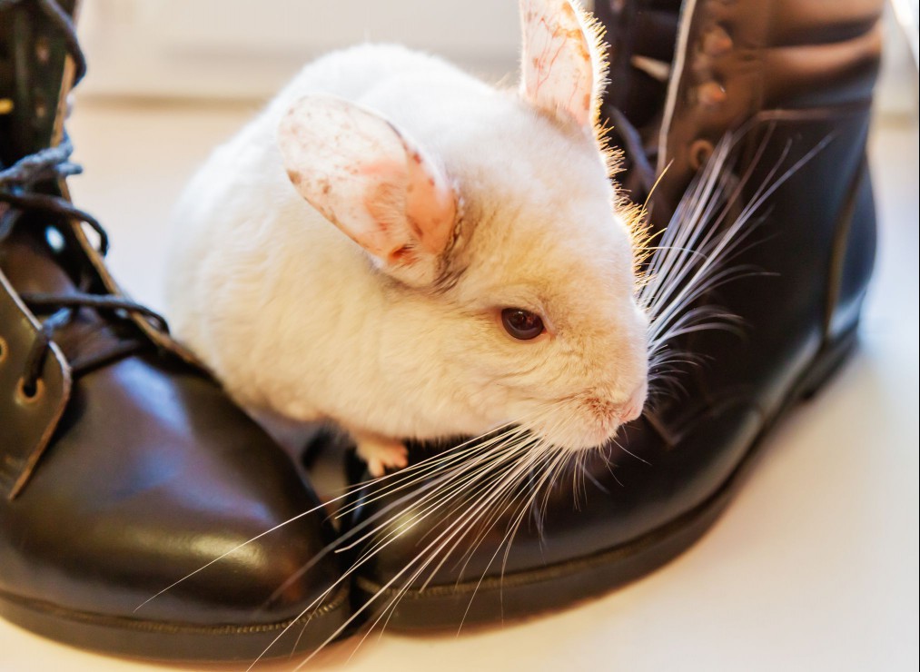 standard chinchilla