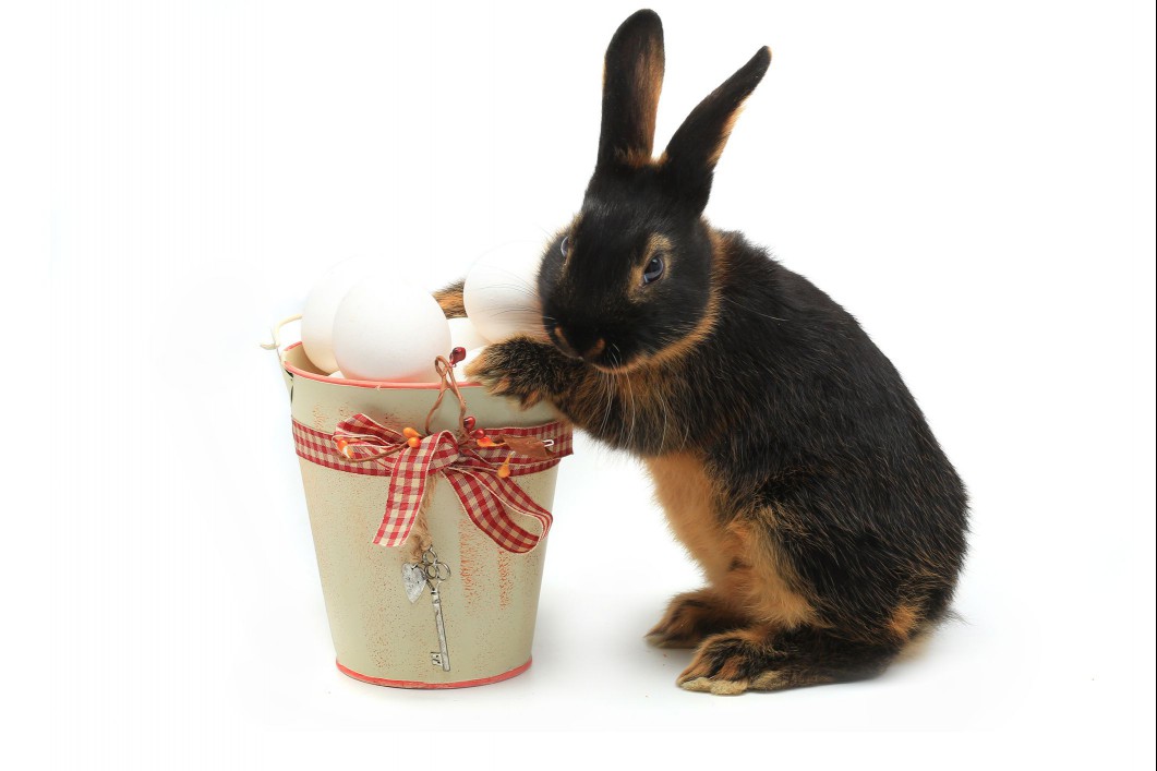 Tan rabbit