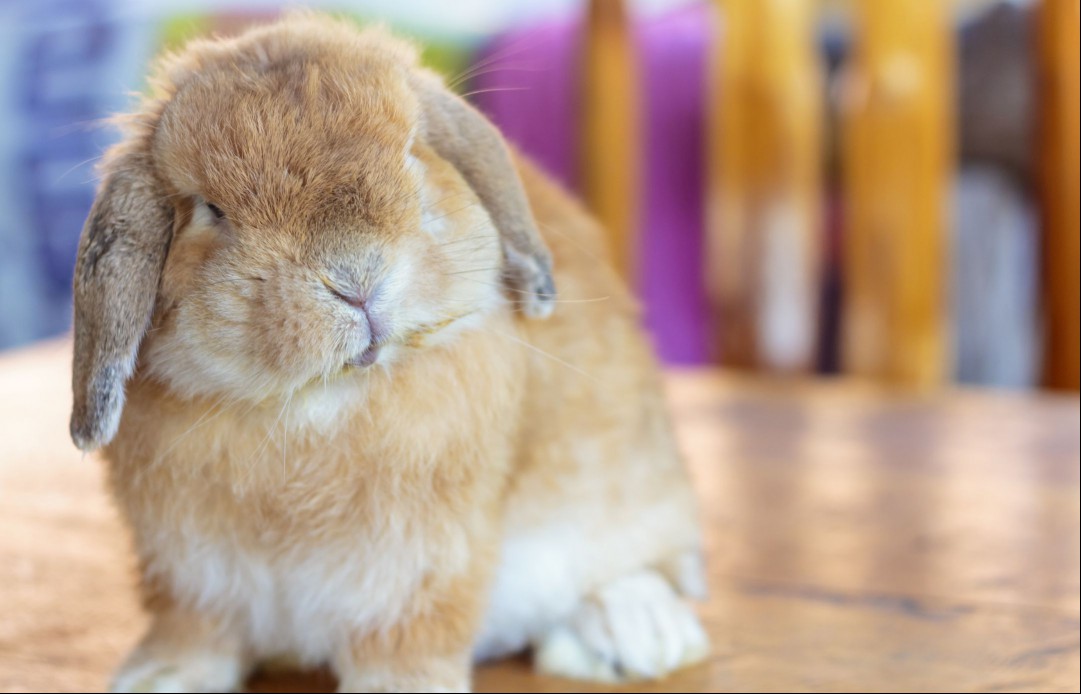 Holland Lop rabbit
