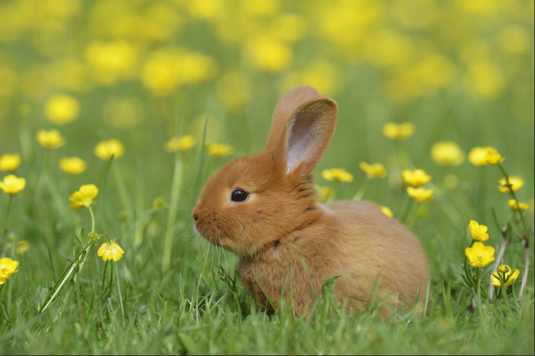 Baby rabbit with orange fur