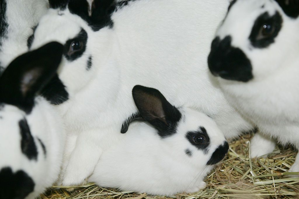 Checkered Giant rabbit