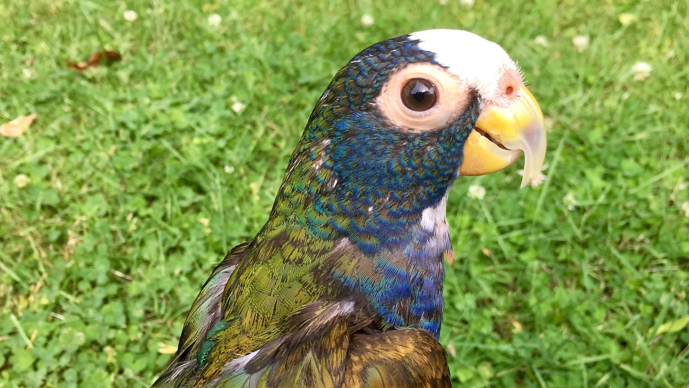 White capped pionus parrot outside in the grass.