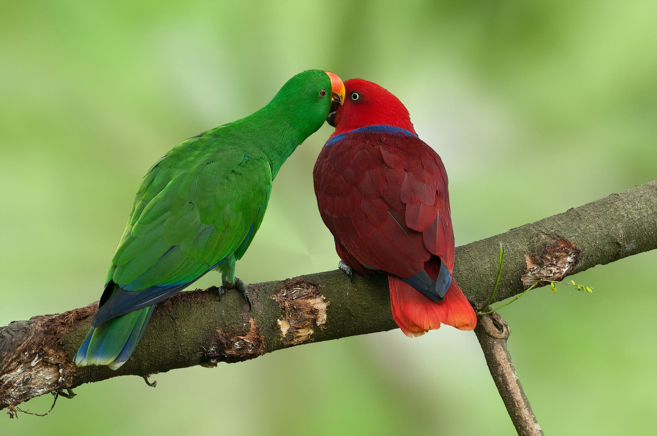 Eclectus parrots in a tree