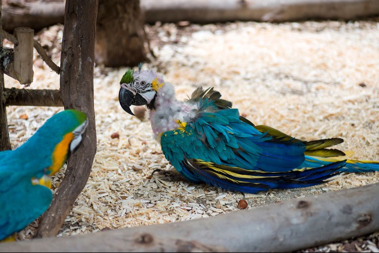 Two parrots and one of them is sick.