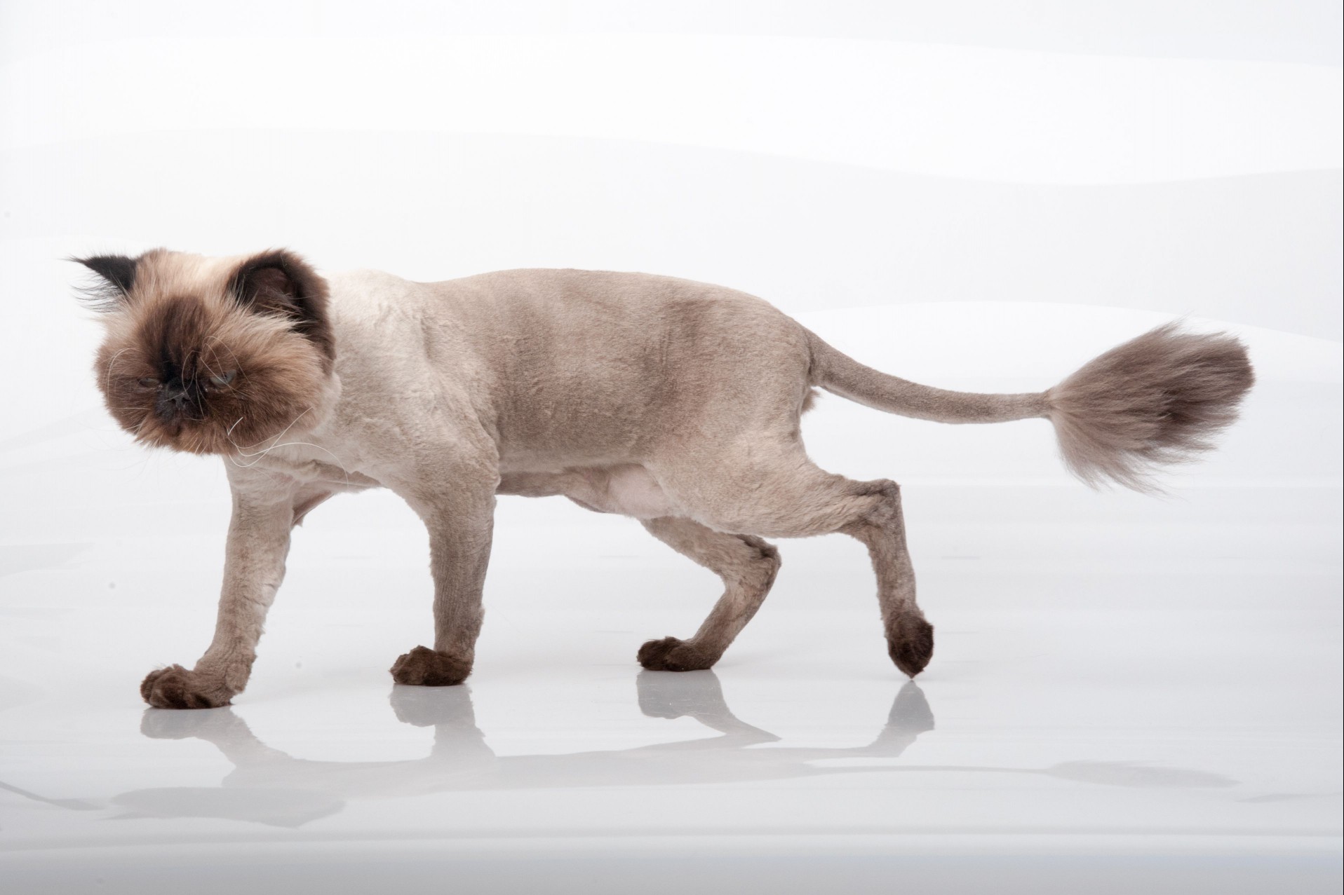 Himalayan cat shaved down.