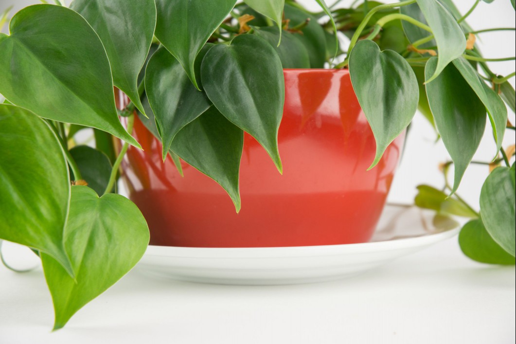 Philodendron houseplant in a red pot