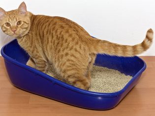 Urinary Tract Infection in Cats