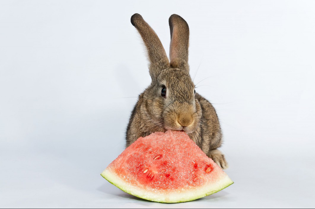 Rabbit eating a watermelon slice.