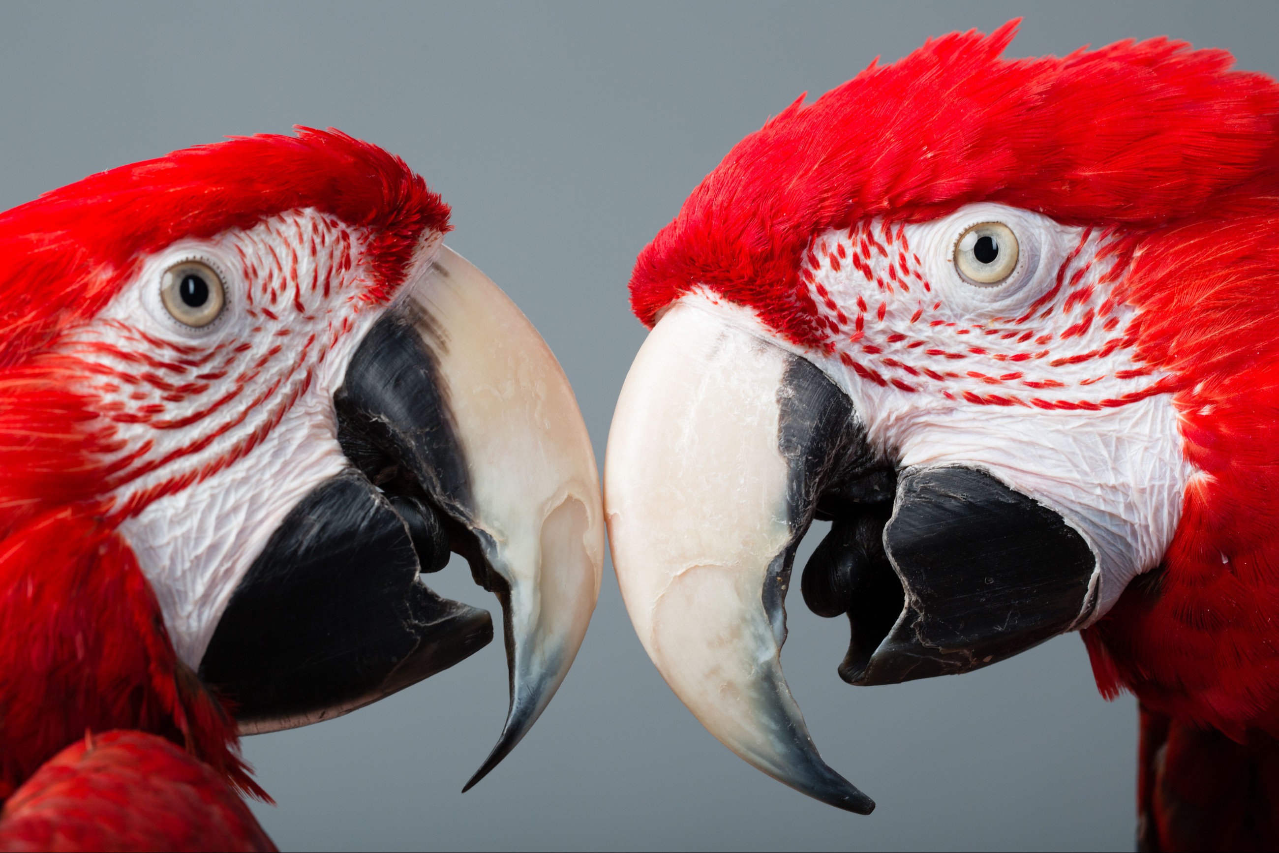 Two macaws face to face