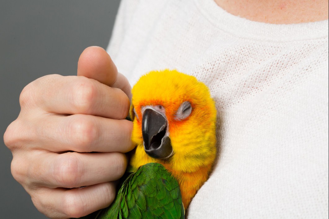 Sun conure being pet