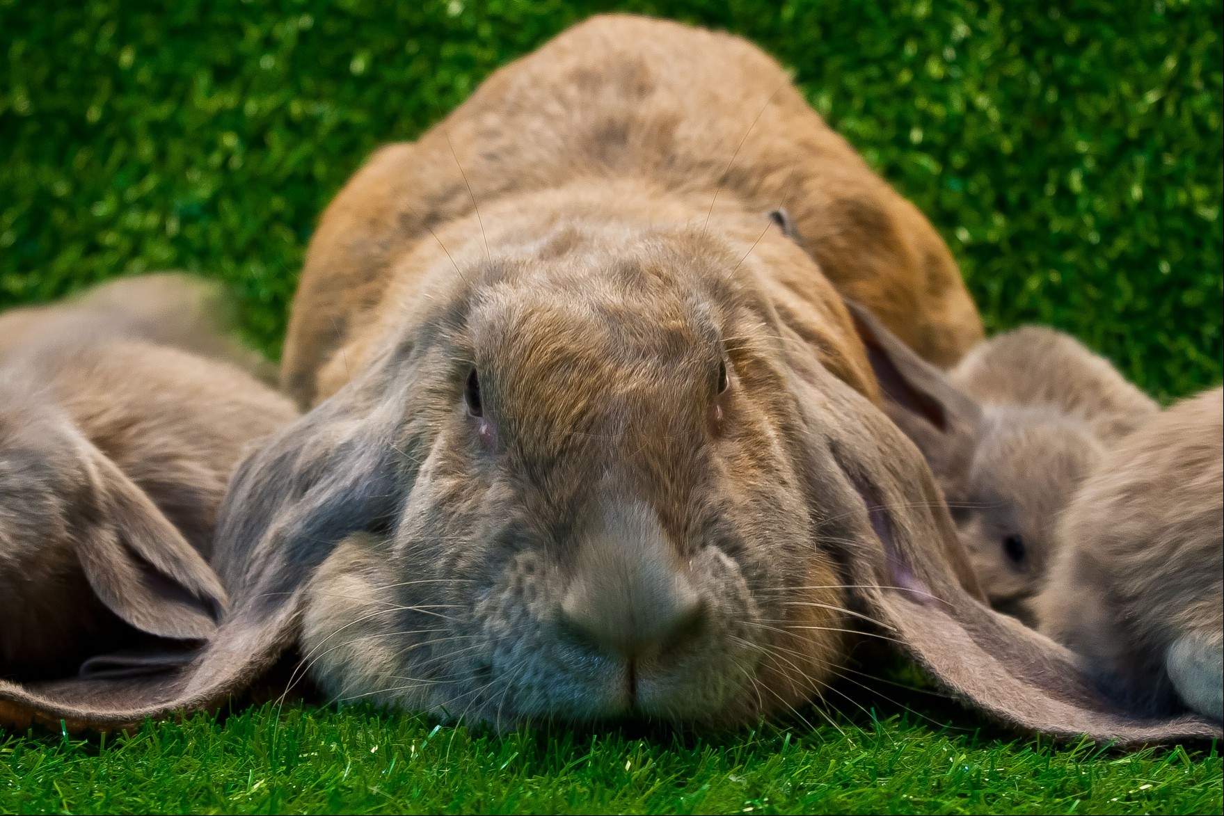 English Lop rabbit