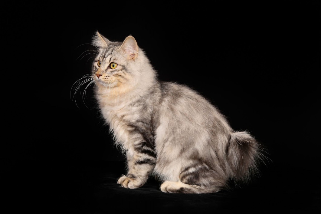 Kurilian Bobtail Cat