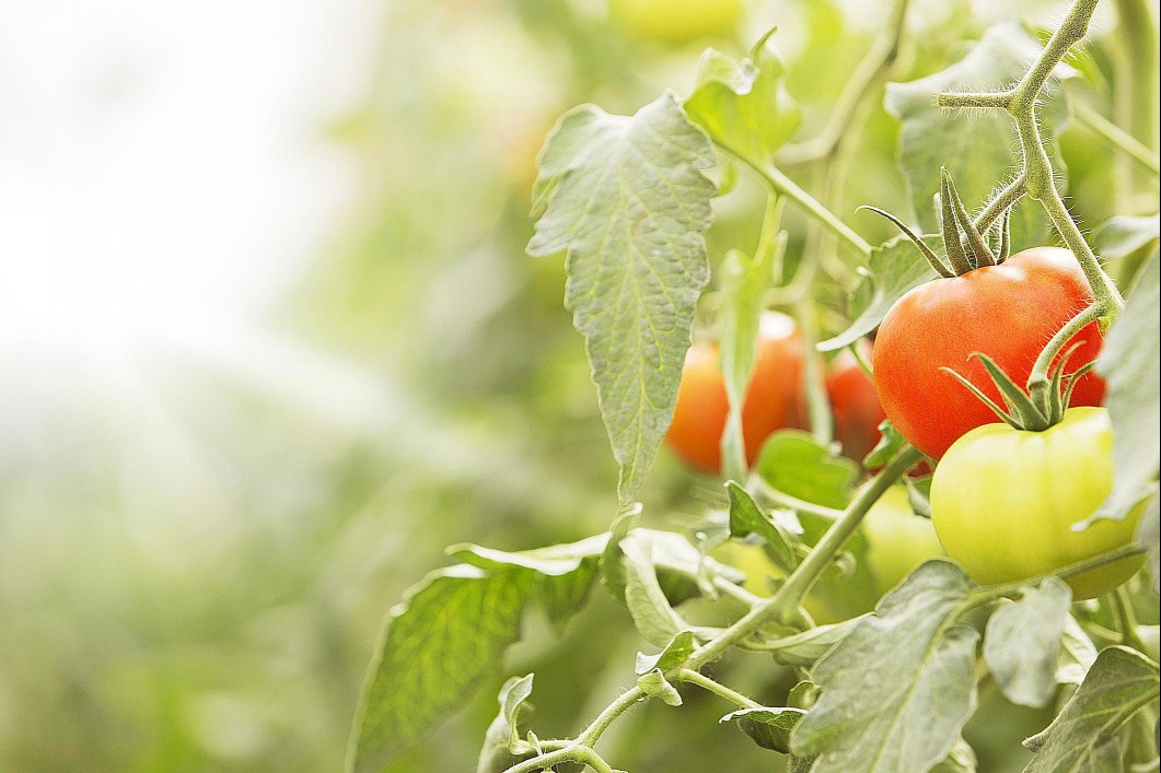 Tomatoes and other nightshades are toxic.