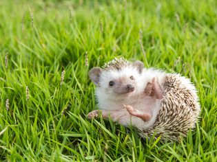 Wobbly Hedgehog Syndrome (WHS)