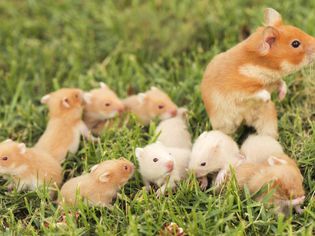 Why Syrian Hamsters Live Together in Pet Stores but Not at Your Home