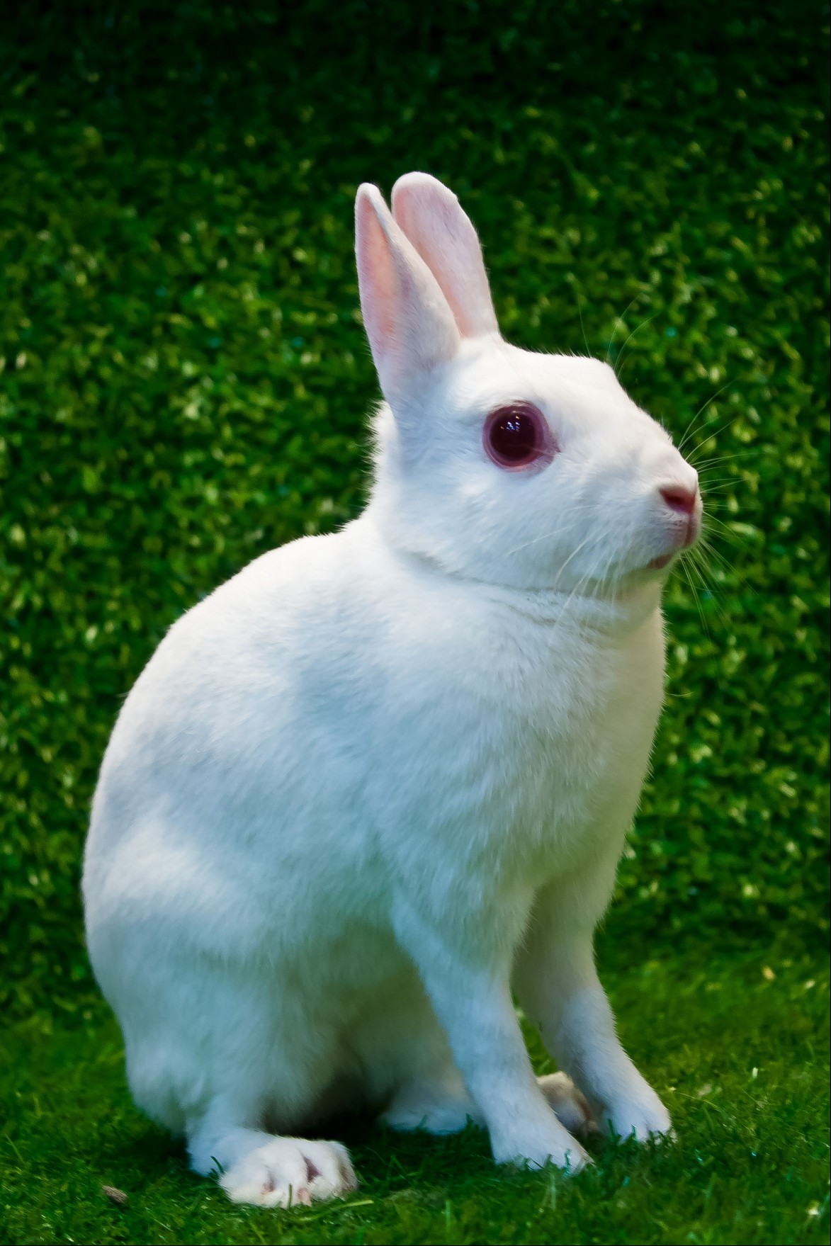 brittania petite rabbit 