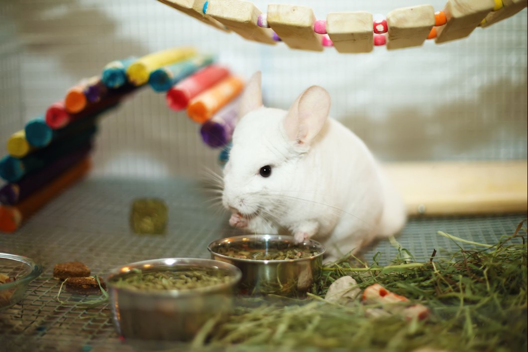 A chinchilla in an expansive and colorful cage