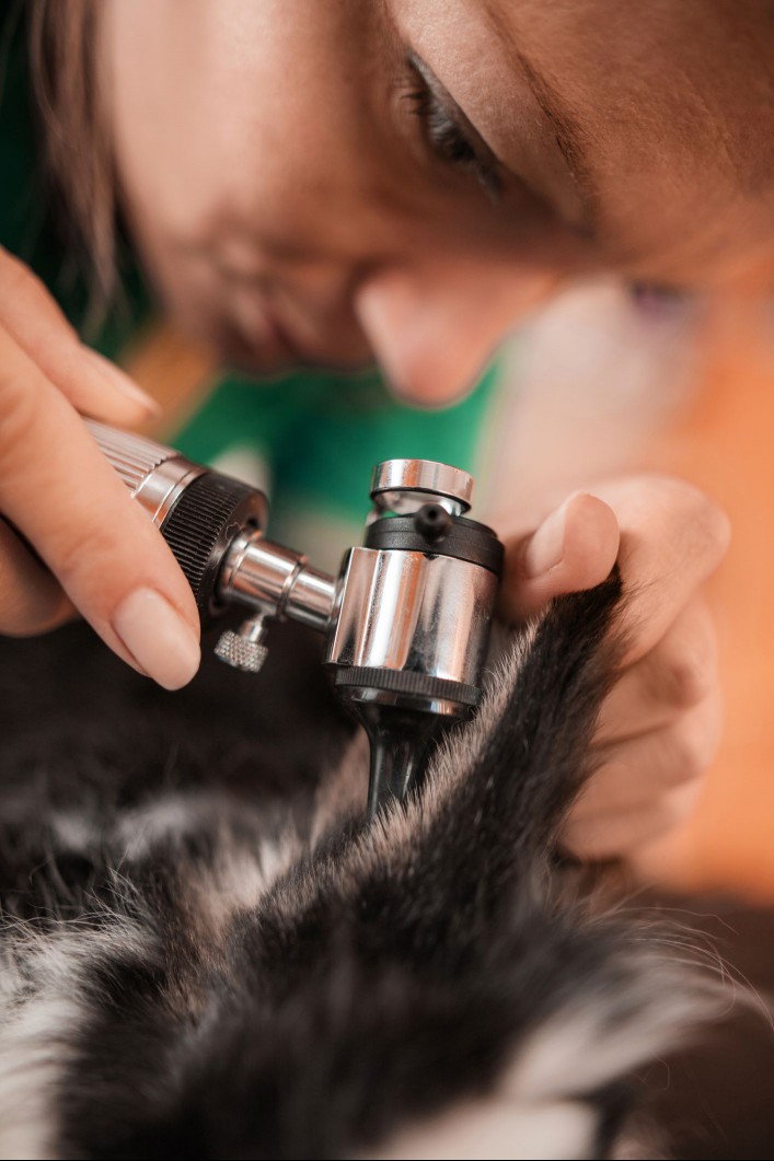 Vet examining a rabbit ear