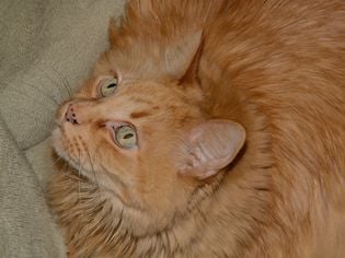 What Are the Black Spots on My Orange Cat's Mouth & Nose?
