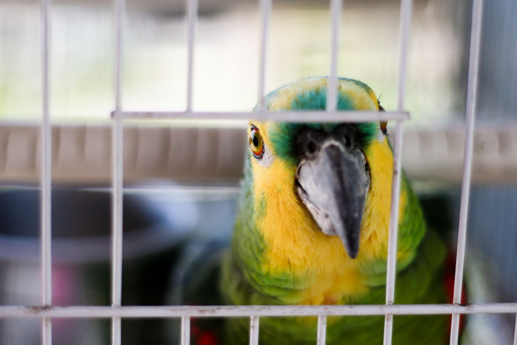 Amazon Parrot