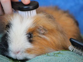 Grooming Guinea Pigs: Nail Trimming, Brushing, and Bathing