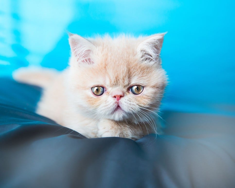 An exotic shorthair kitten