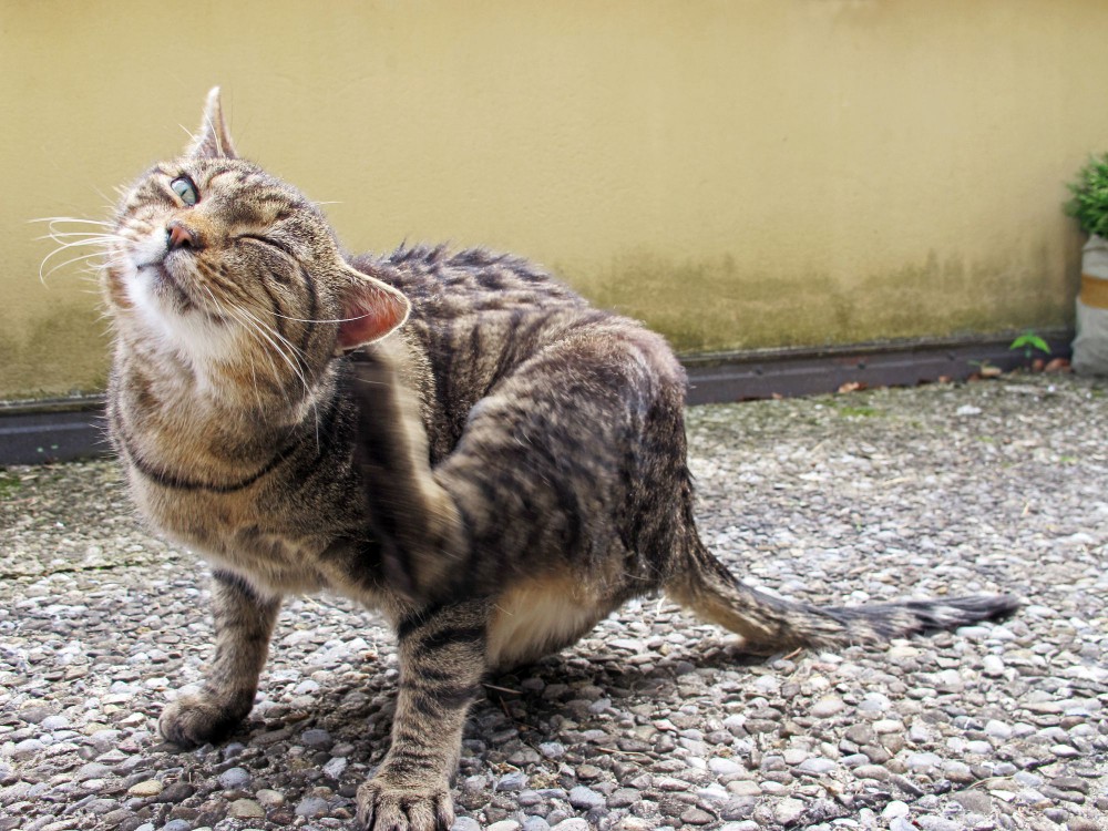 Cat scratching their ear