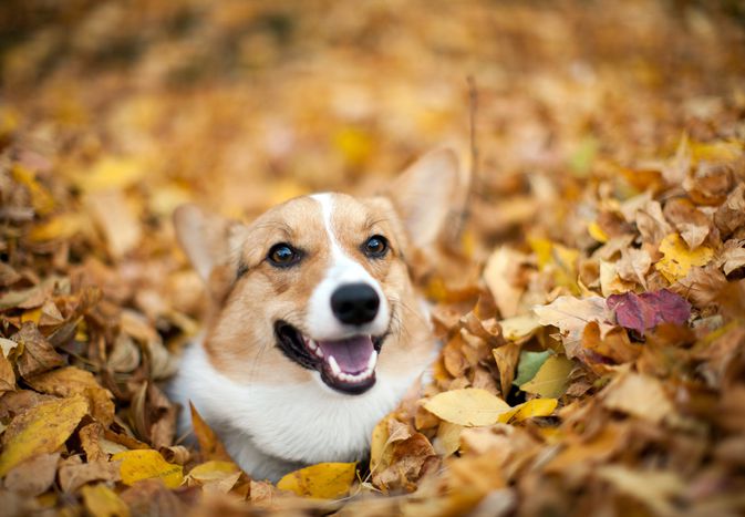Which of These 9 Autumn Plants and Items Are Toxic for Dogs?